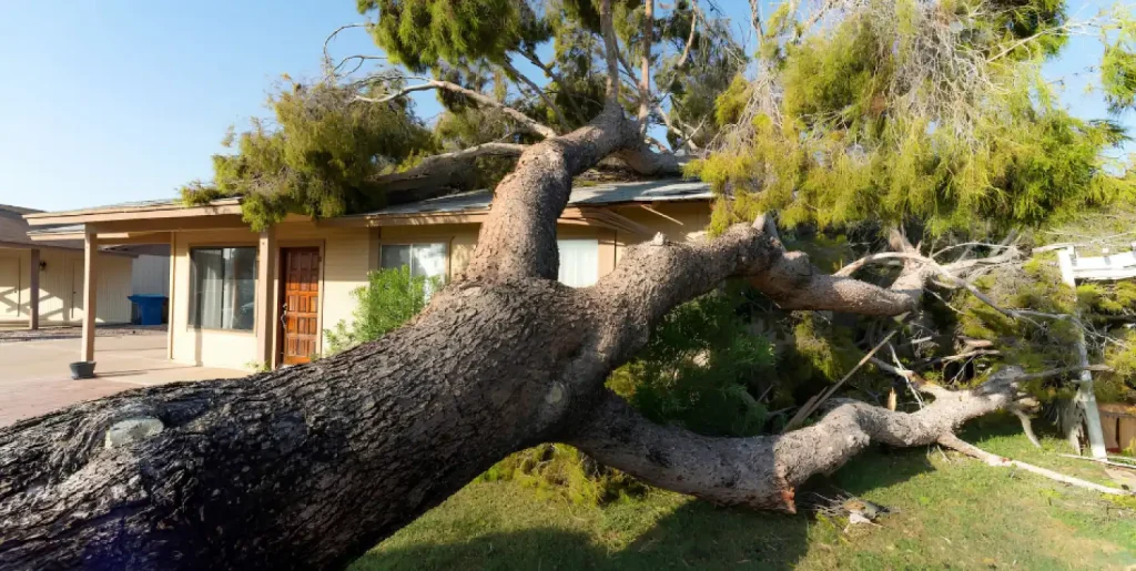 storm damage sp 1