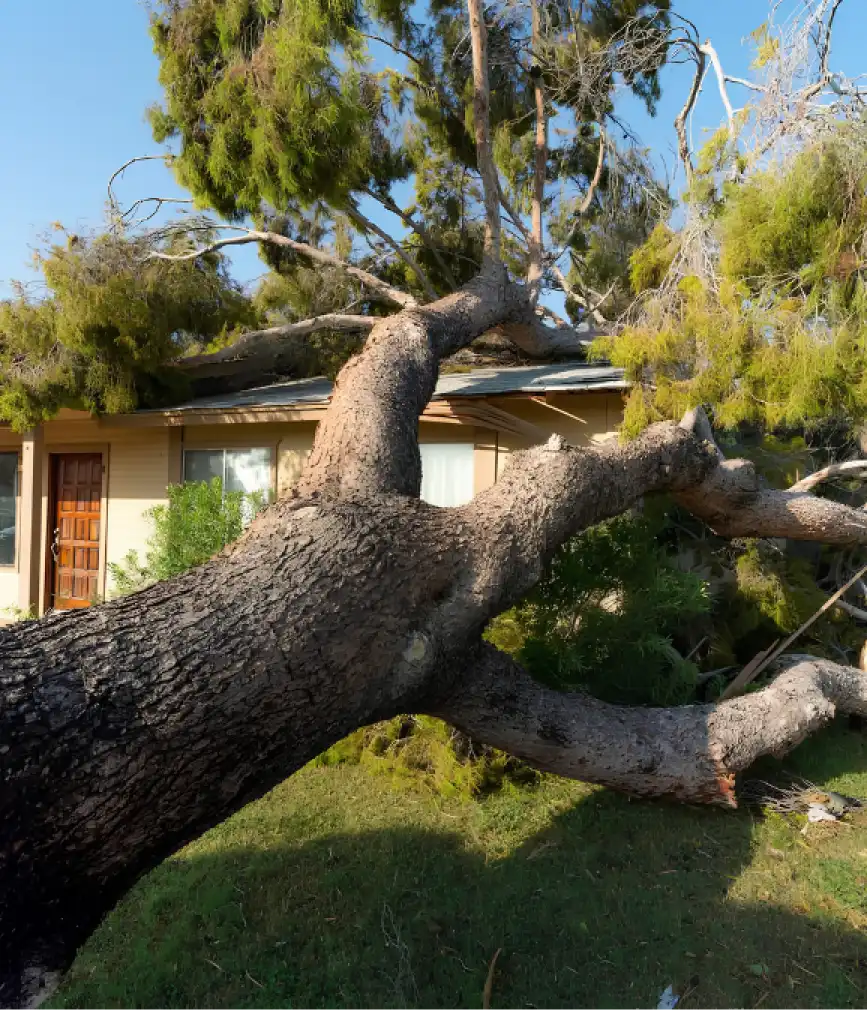 storm damage